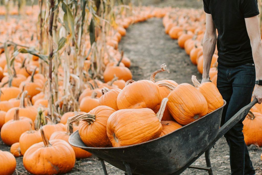 A man with a barrel full of pumpkins, in a pumpkin patch, one of the seasonal hustles