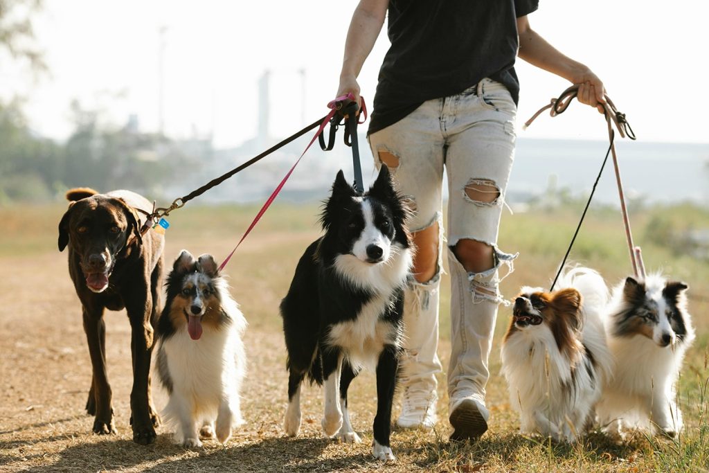 A woman walking a few dogs, one of the general side hustles
