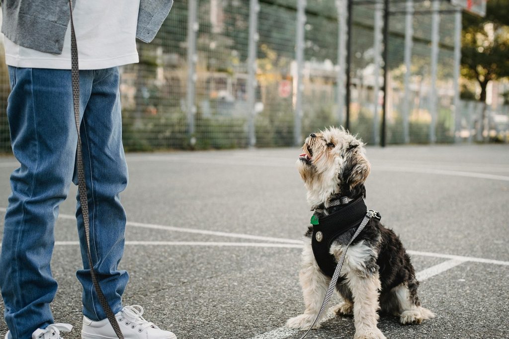 Dog looking up at its owner