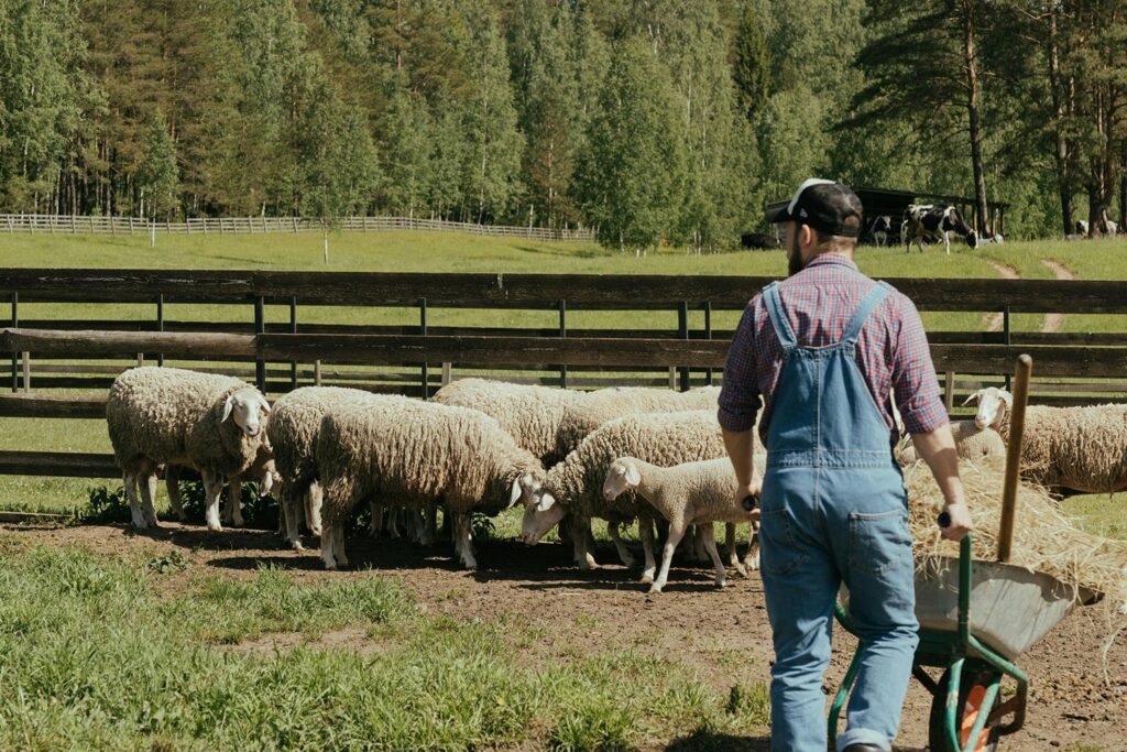 Farmer outside with his sheep