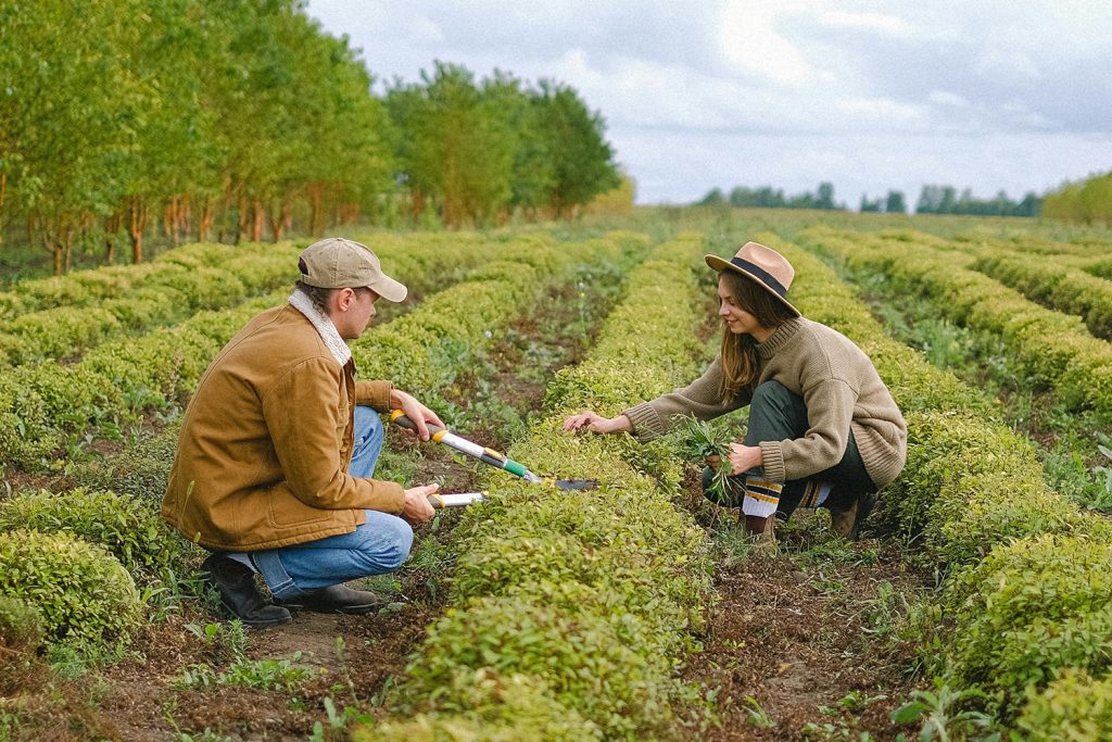 Two people trimming weeds and plants in a beautiful field